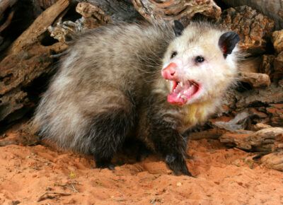 Opossums