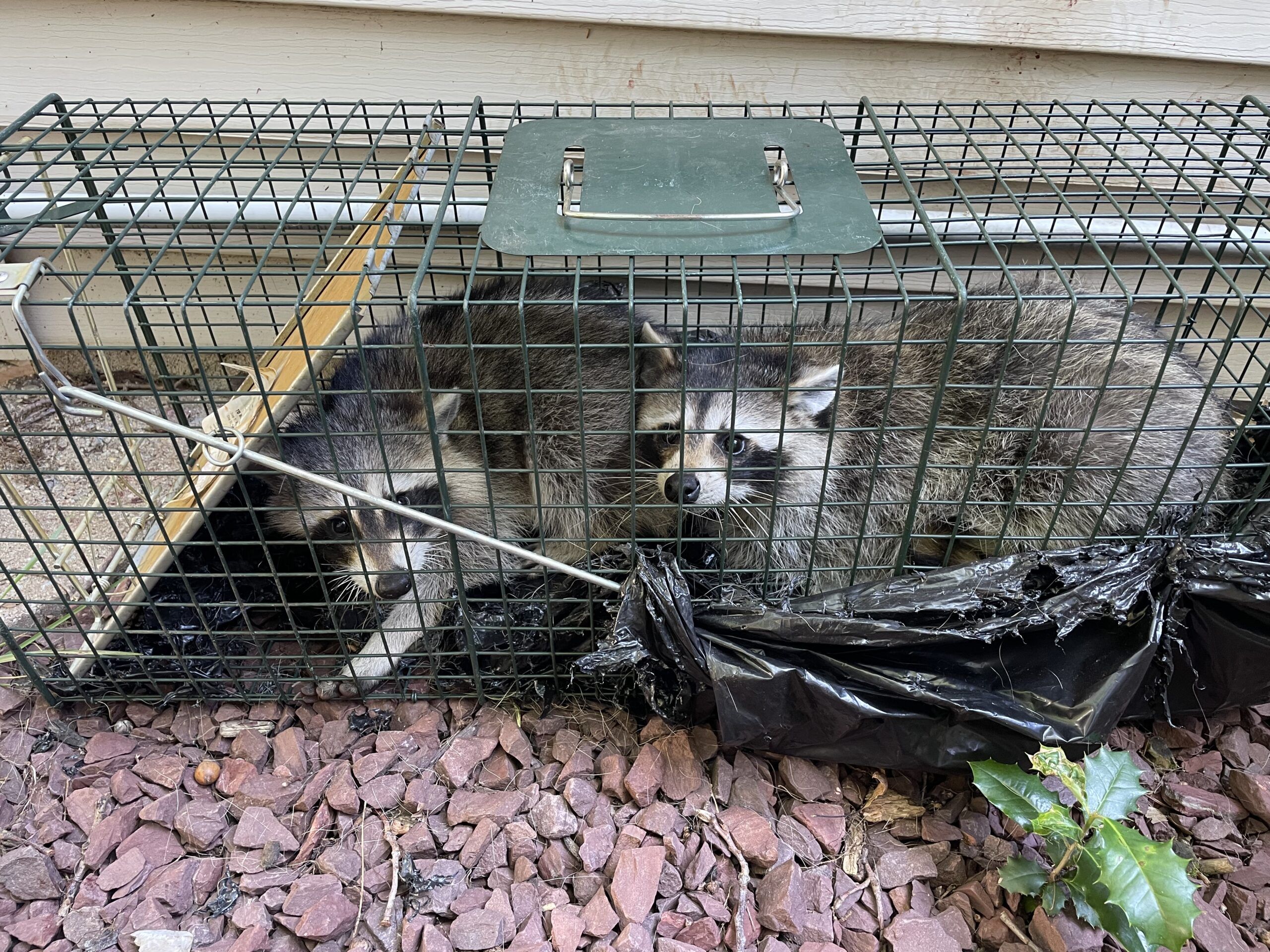 Raccoon Removal in Lawnside, NJ