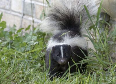 Skunks