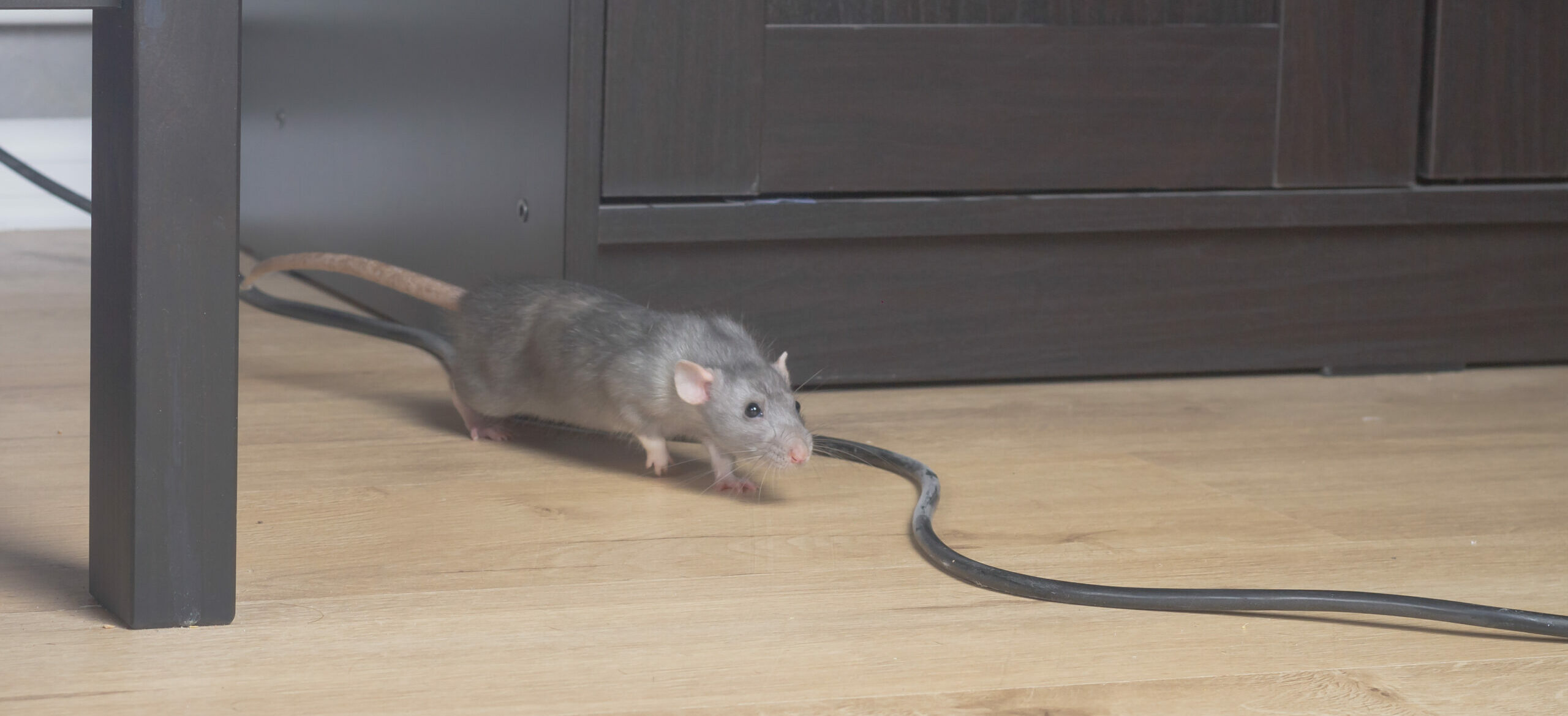 West Deptford Wildlife Removal Companies Catch A Critter