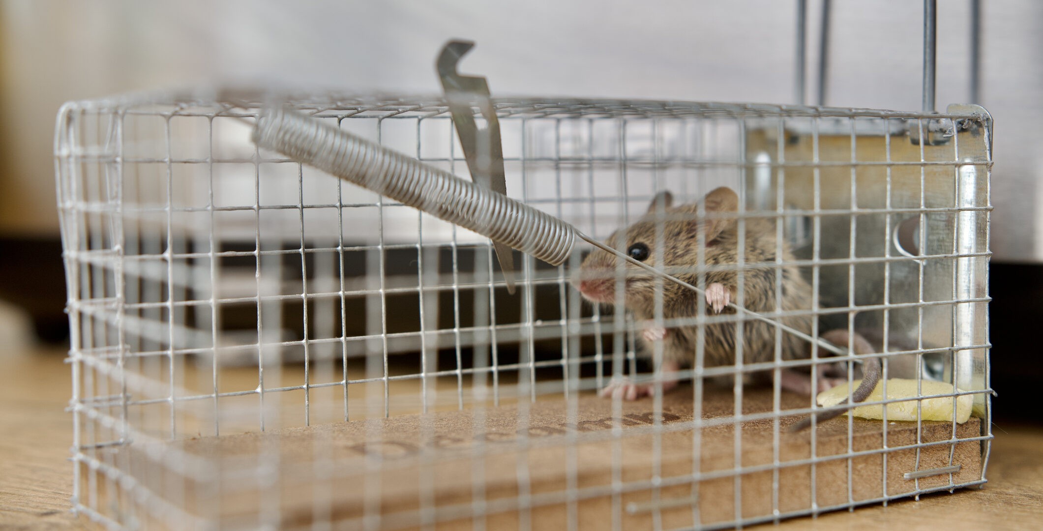 Gibbstown Wildlife Removal Companies Catch A Critter