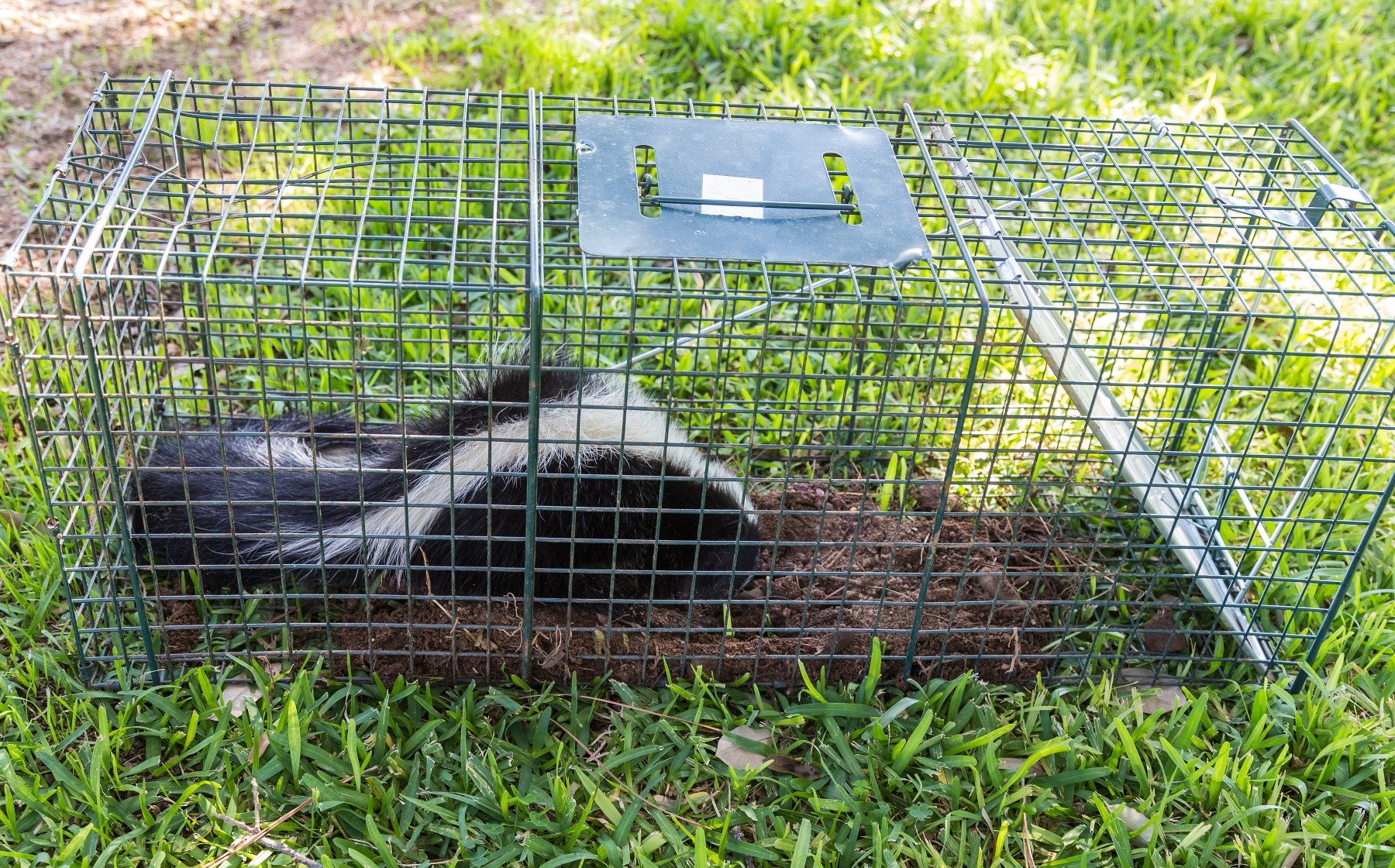 Runnemede Wildlife Removal Companies Catch A Critter South Jersey