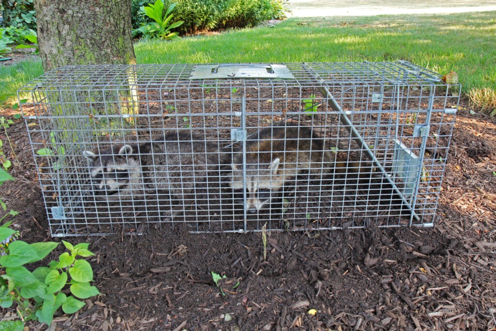 Haddon Heights Wildlife Removal Companies Catch A Critter South