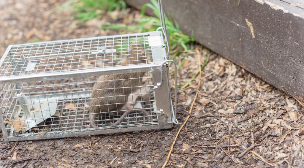Williamstown Wildlife Removal Companies Catch A Critter South