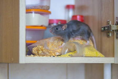 Gloucester County Wildlife Removal Service