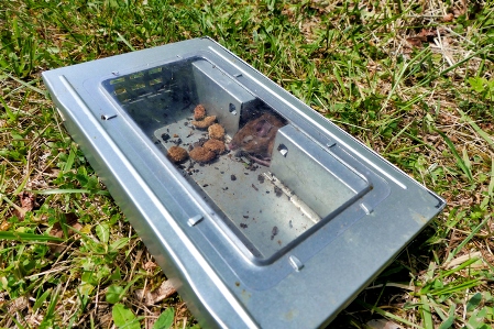 Gloucester County Wildlife Removal Service