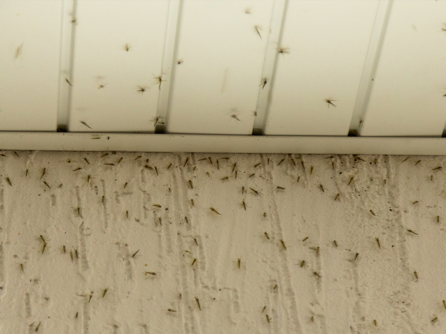 South Jersey Soffit Repairs