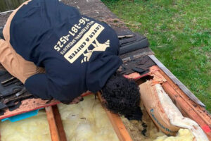 Clayton Wildlife Removal Companies