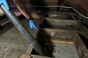 Collingswood Wildlife Removal Companies