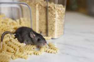 wildlife removal in camden county - mouse in kitchen