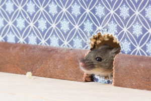 wildlife removal in camden county