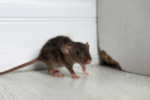 Logan Township Wildlife Removal Companies