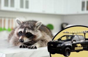 Wildlife Removal in Burlington County